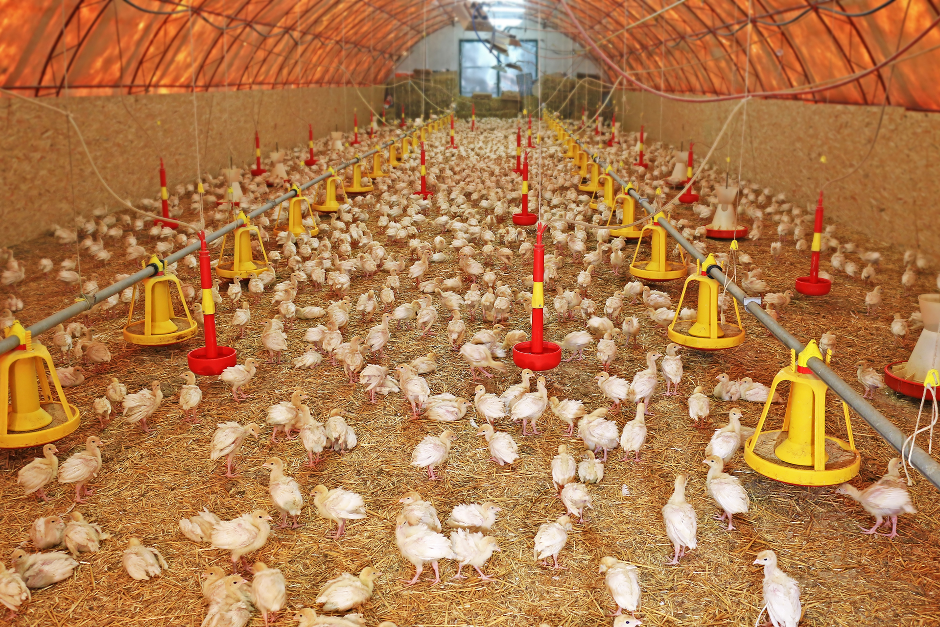 Flock of small turkeys on farm