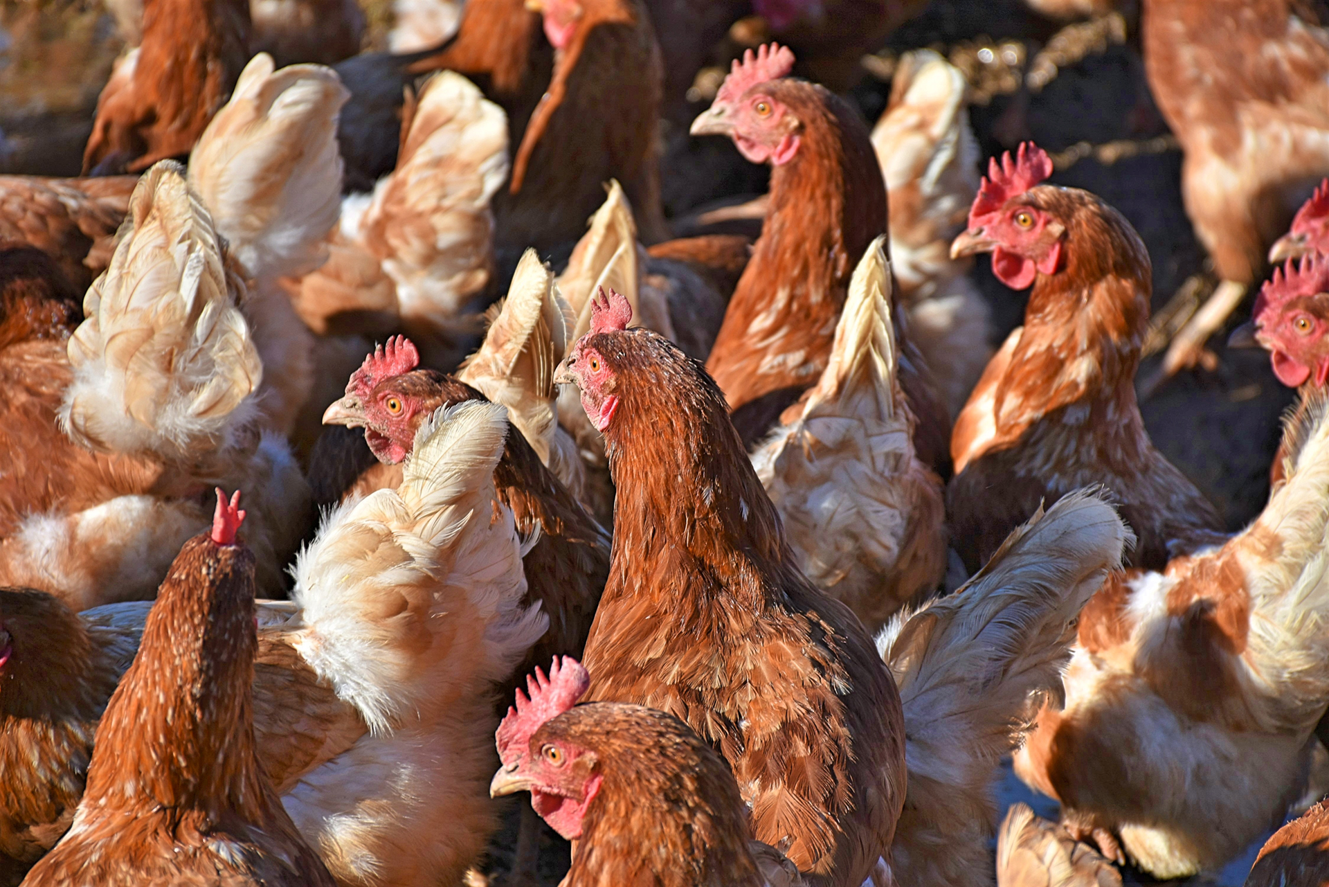 chickens-3949199