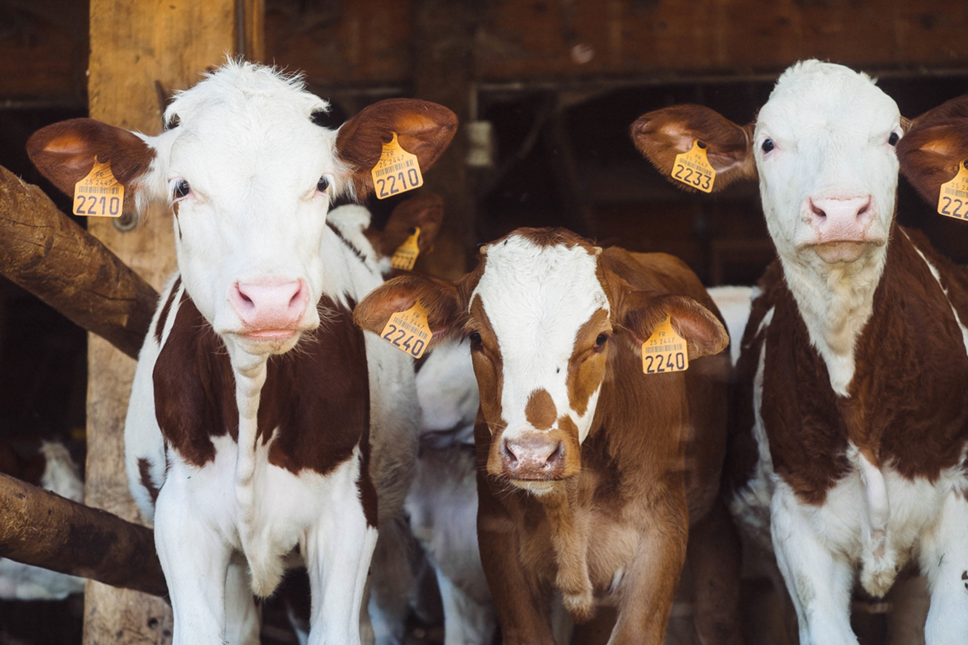 cows-1209635