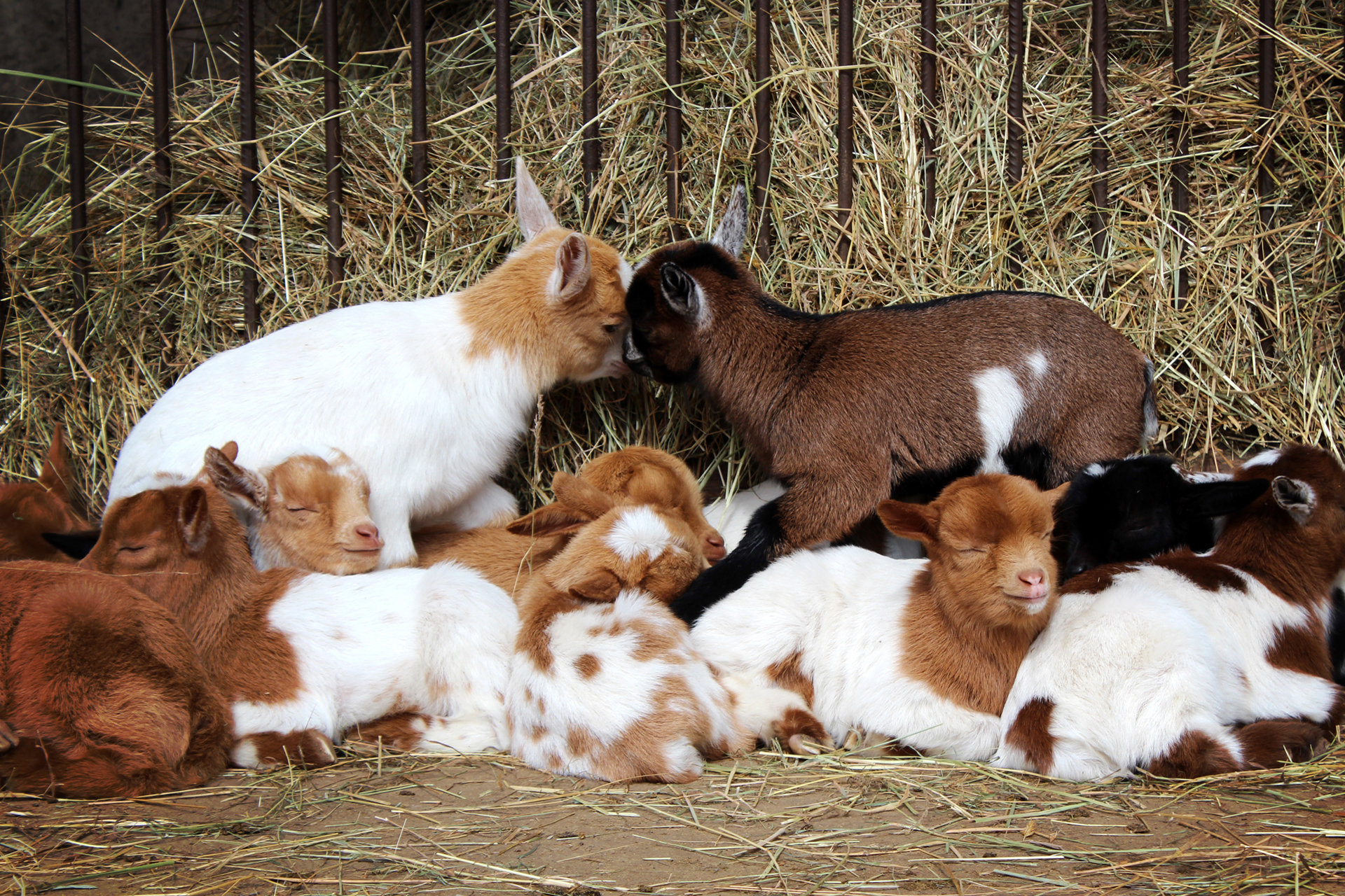 goats-1301709