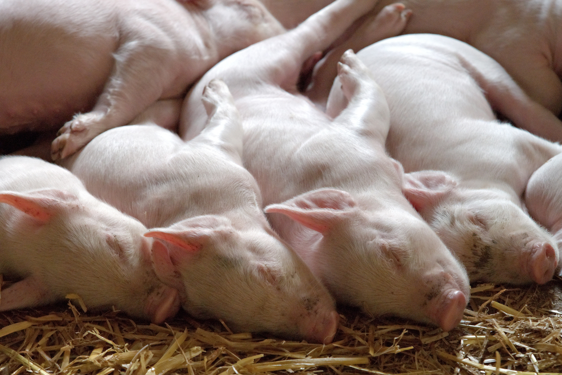 piglet-1639587