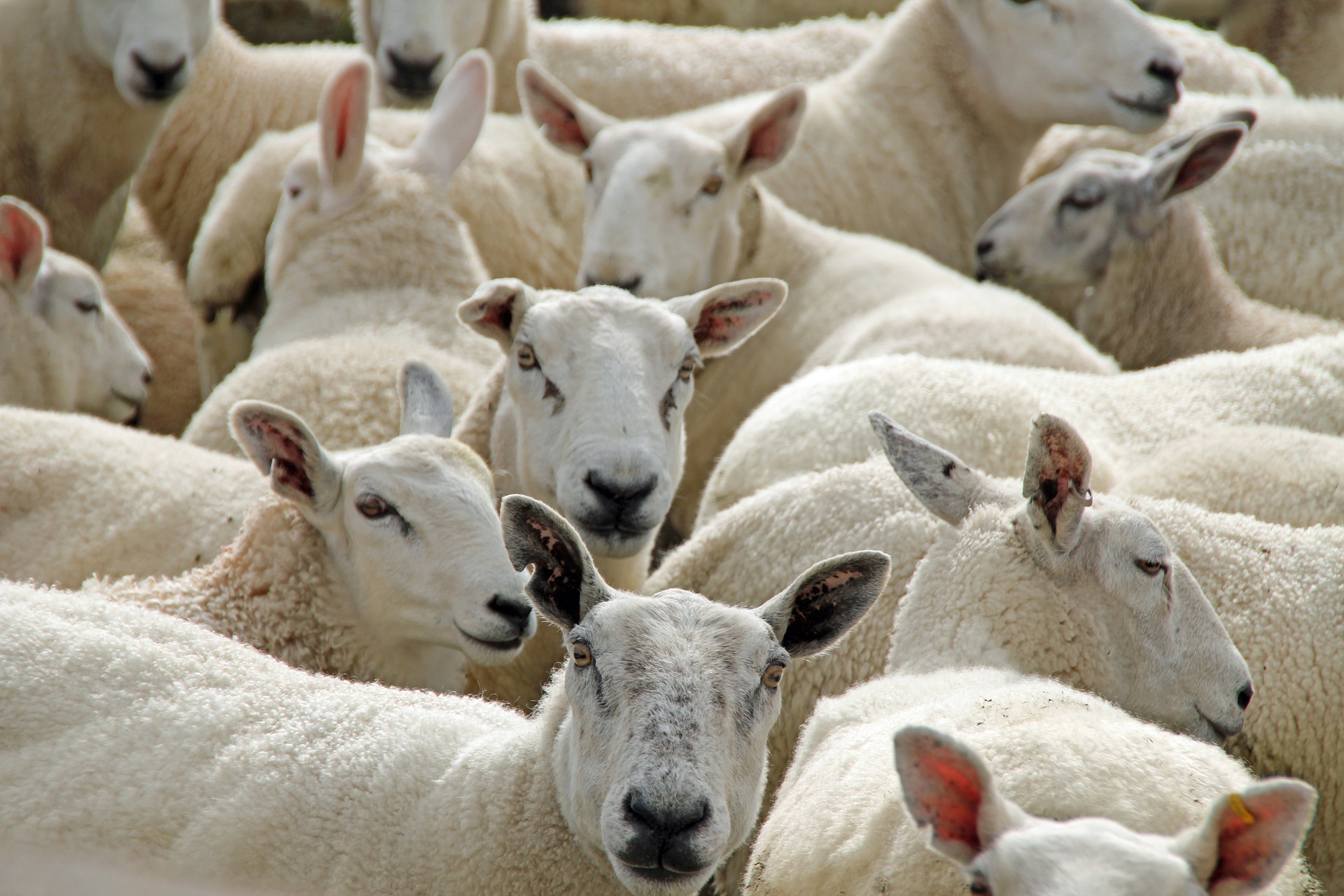 sheep-55450_1920