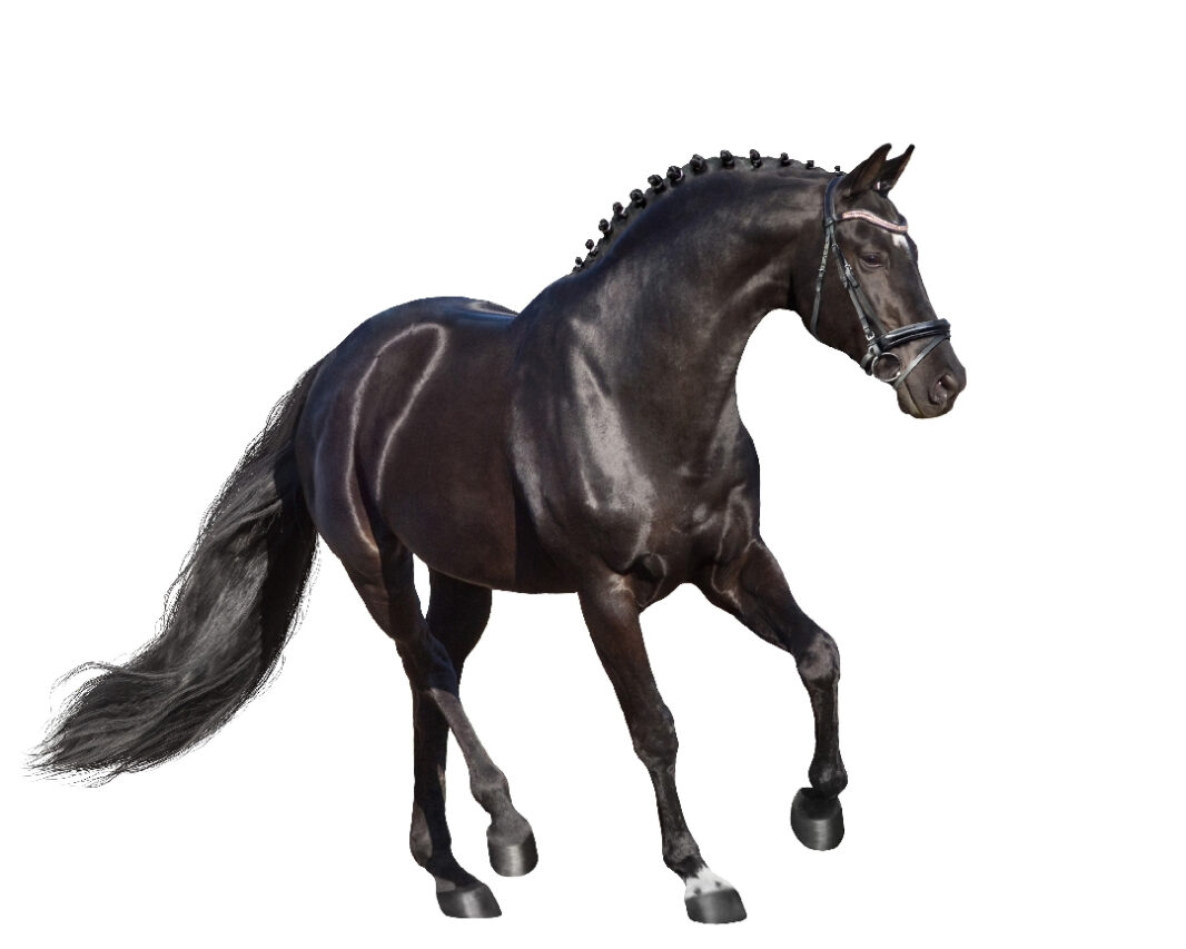 Horse trotting isolated